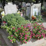 Αυτοανθιστώμενα και χαμηλής συντήρησης: 4 τέλεια λουλούδια για τη διαμόρφωση