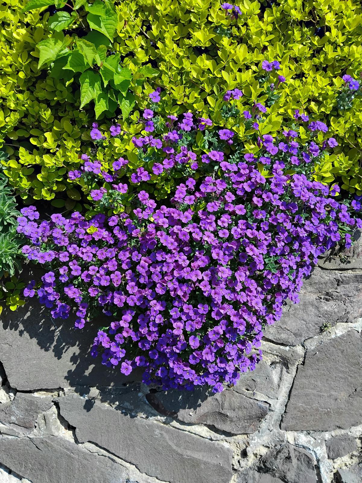 Τι λουλούδια να φυτέψετε στο νεκροταφείο / photo pexels.com