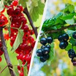 Πώς να φυτέψετε σωστά τις σταφίδες το φθινόπωρο, έτσι ώστε