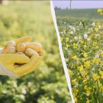 Τι φυτά μηλίτη να σπείρετε το φθινόπωρο: 7 φυτά για